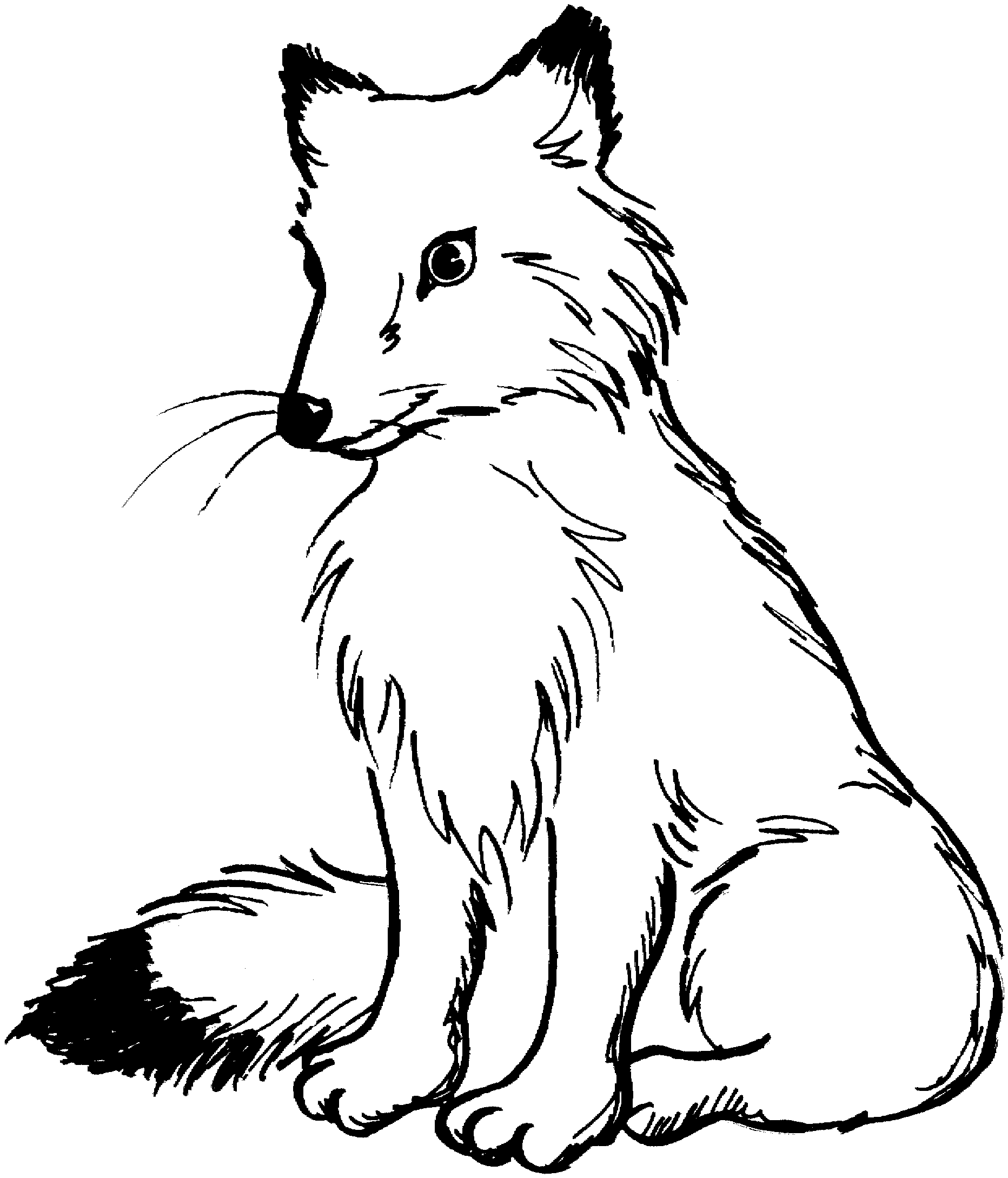 baby arctic fox coloring pages cute - photo #15