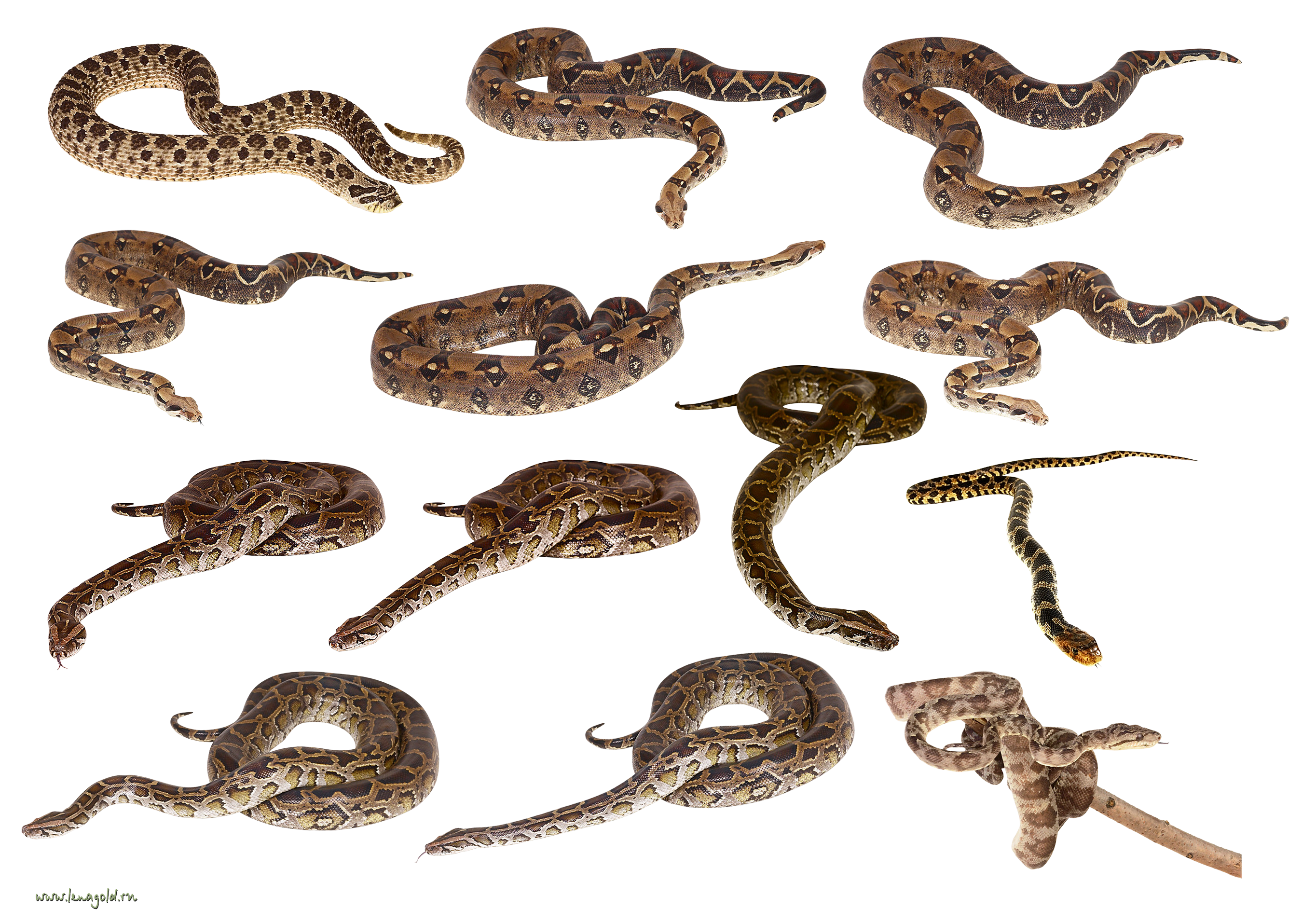 snake clipart png - photo #40