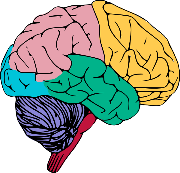  /><br /><br/><p>Brain Clipart</p></center></center>
<div style='clear: both;'></div>
</div>
<div class='post-footer'>
<div class='post-footer-line post-footer-line-1'>
<div style=