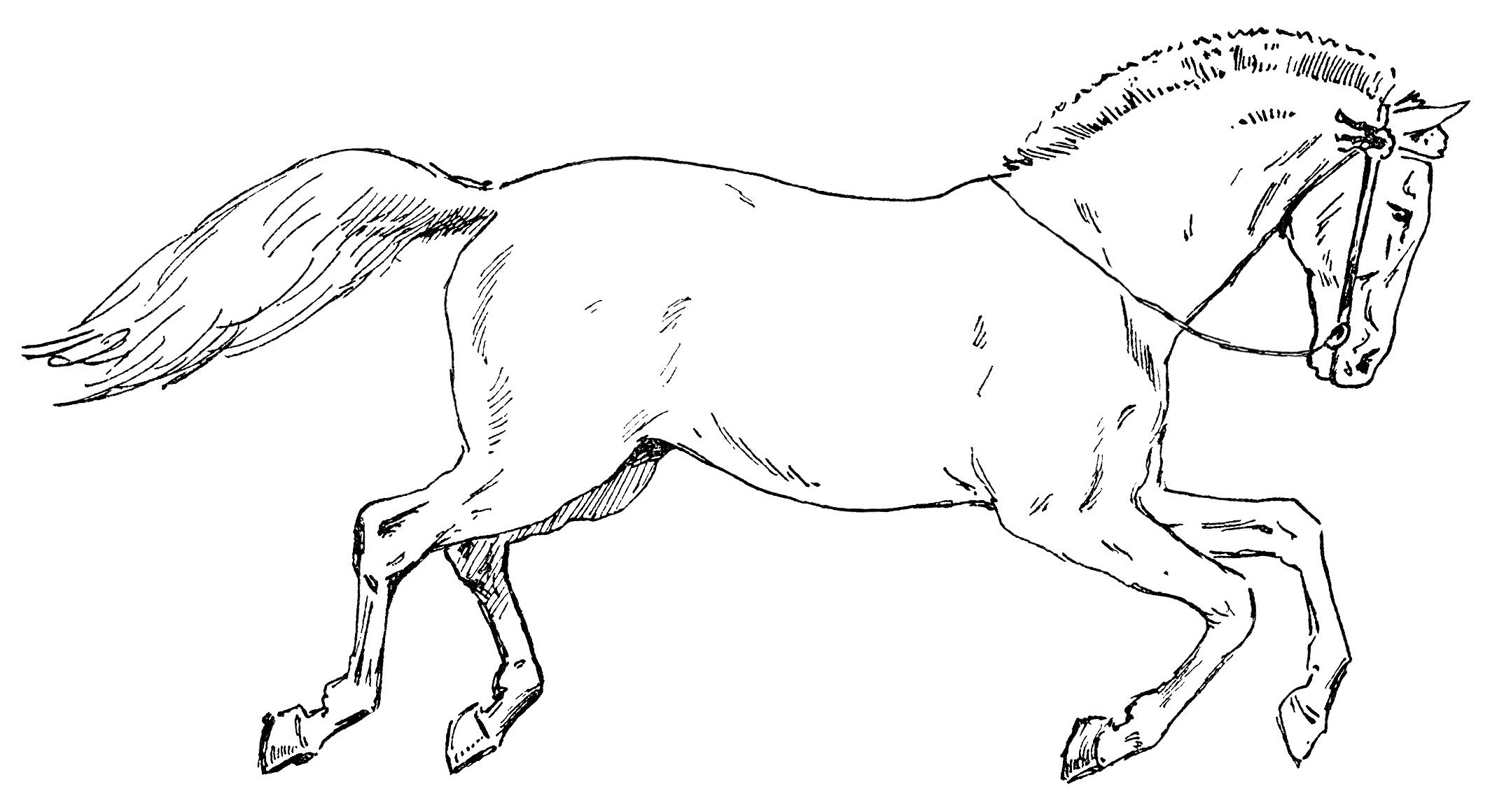 free horse clipart black and white - photo #16