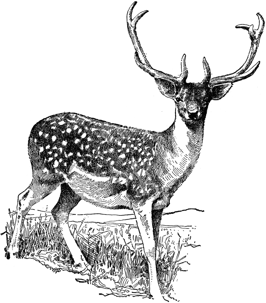 vintage deer clip art - photo #3