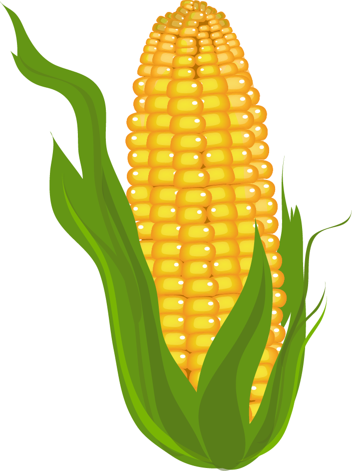 free clipart ear of corn - photo #11