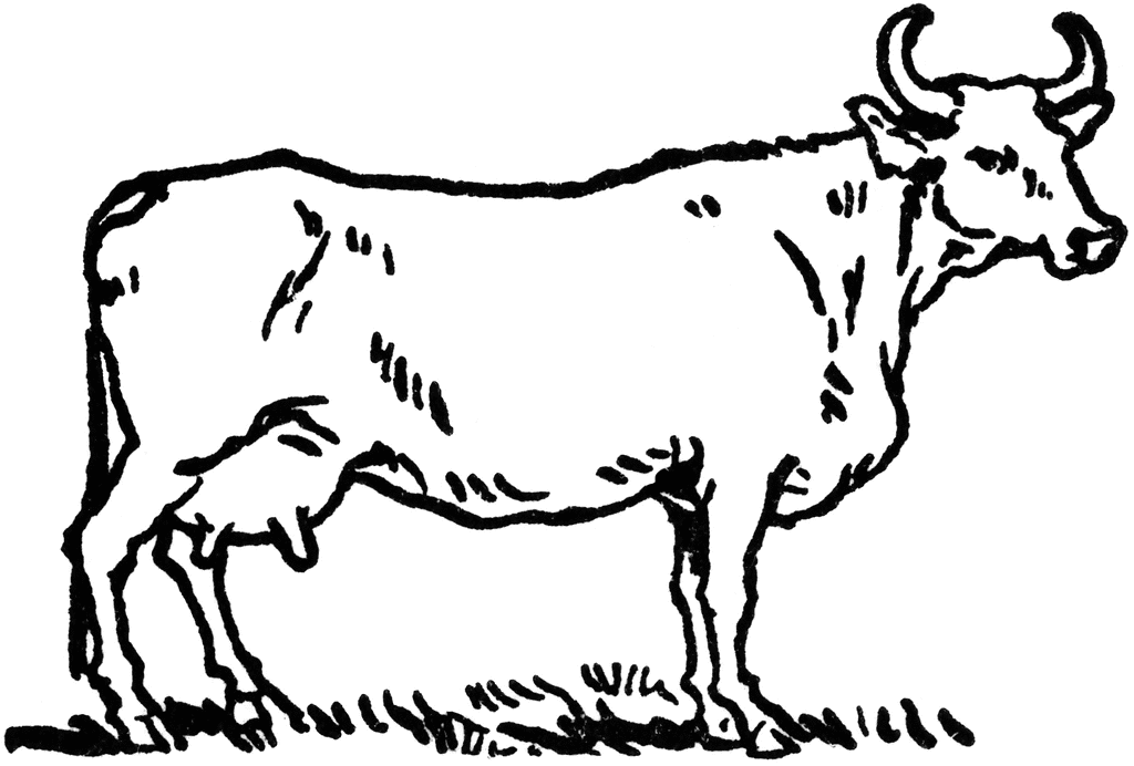 clipart cow free - photo #46