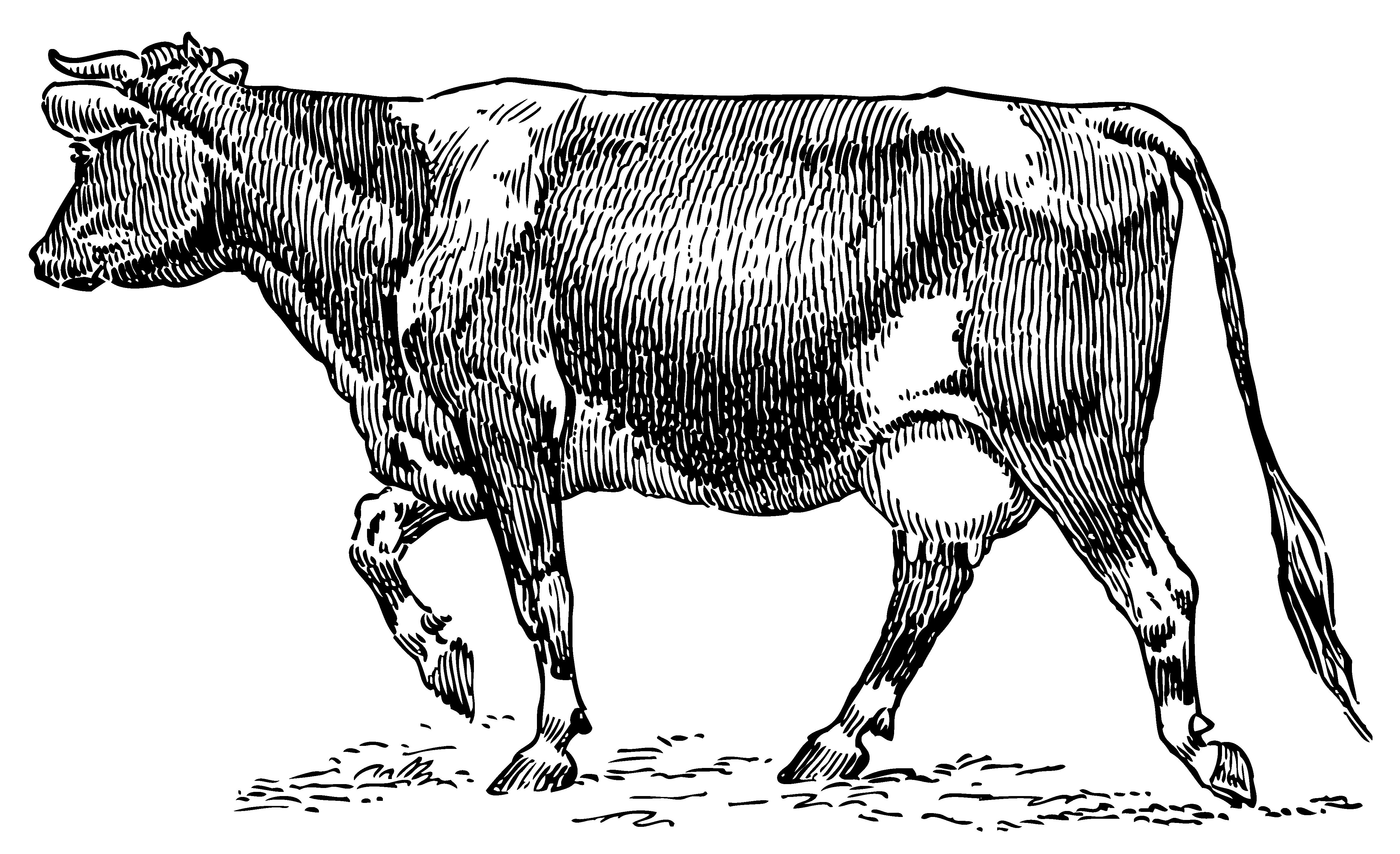 cow drawing clip art - photo #44