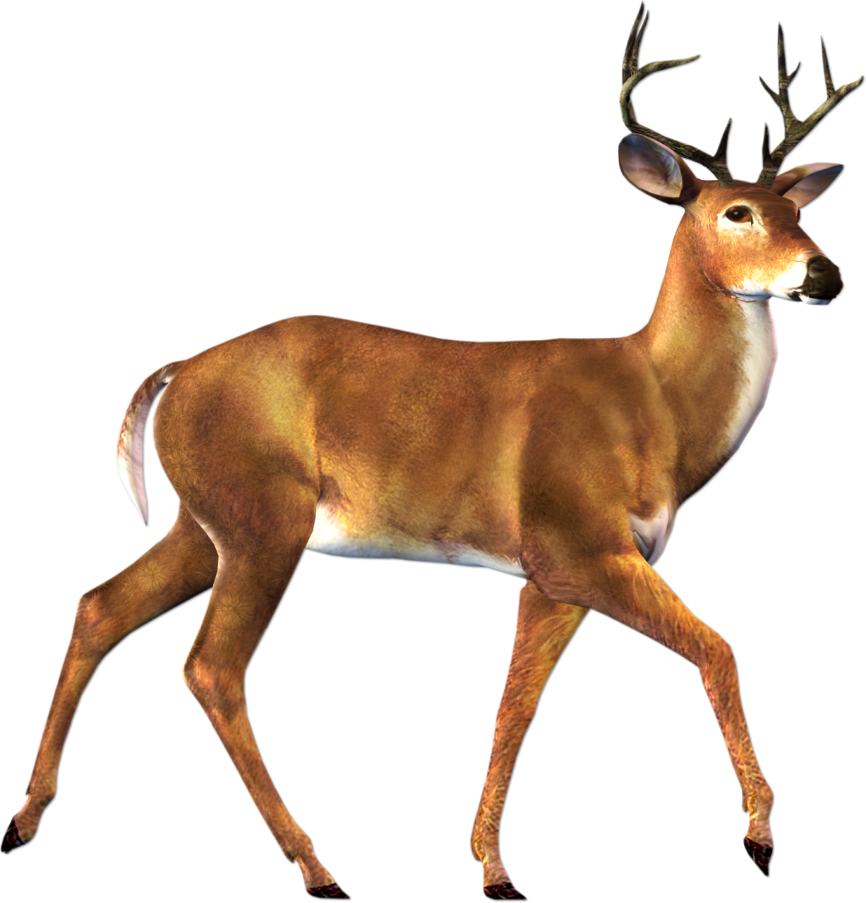 Deer buck clipart free clip art images image 0 - Clipartix