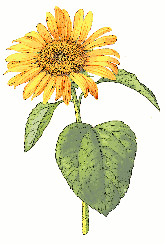 free clip art sunflowers flowers - photo #21