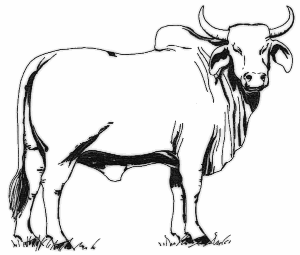 clipart cow black and white - photo #18