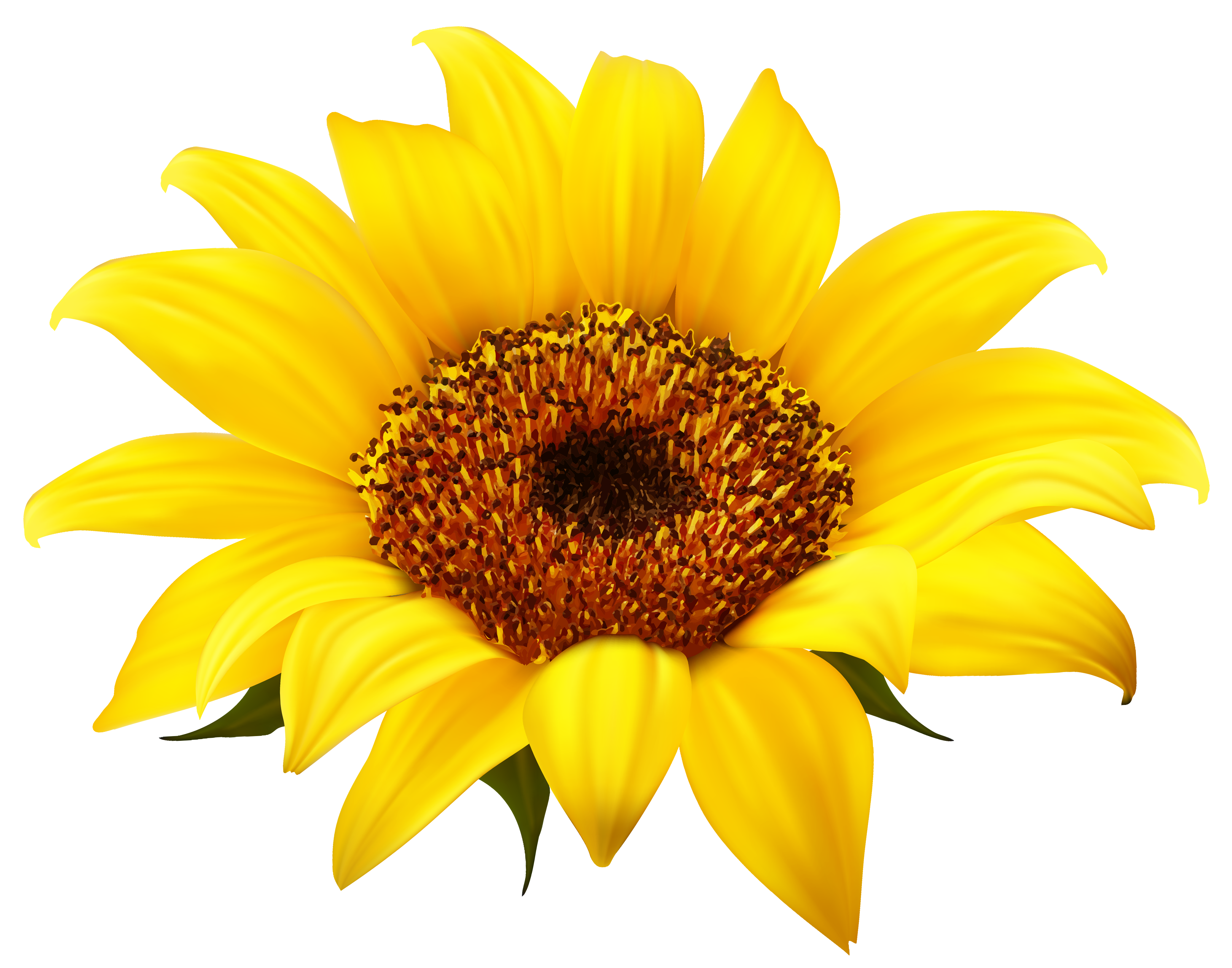 Clip Art Sun Flower – Cliparts