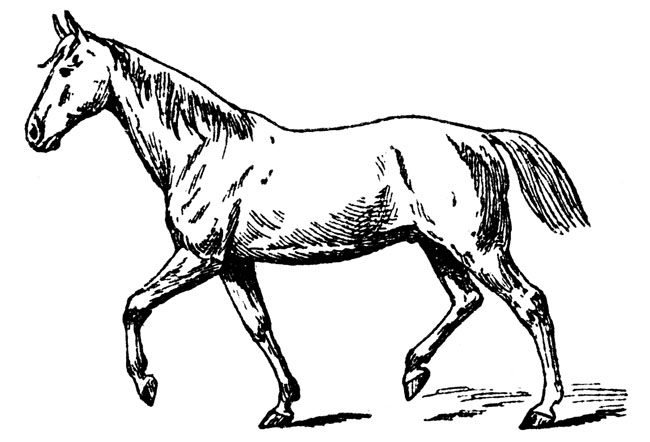 free horse clipart black and white - photo #38