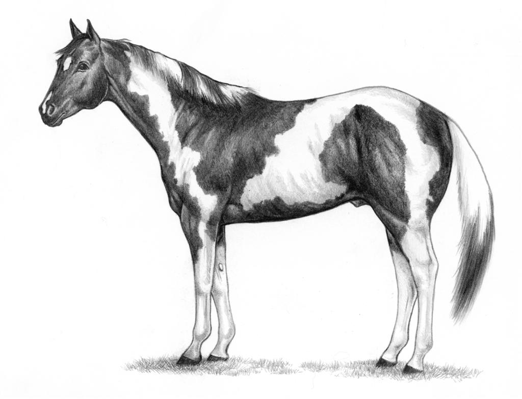 free horse clipart black and white - photo #39