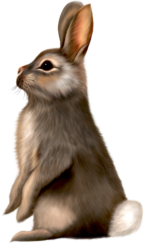 Free Bunny Clipart Pictures - Clipartix