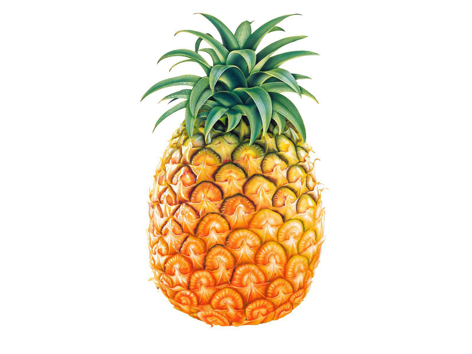 clipart of pineapple - photo #40