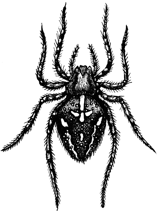 spider clip art free black and white - photo #49