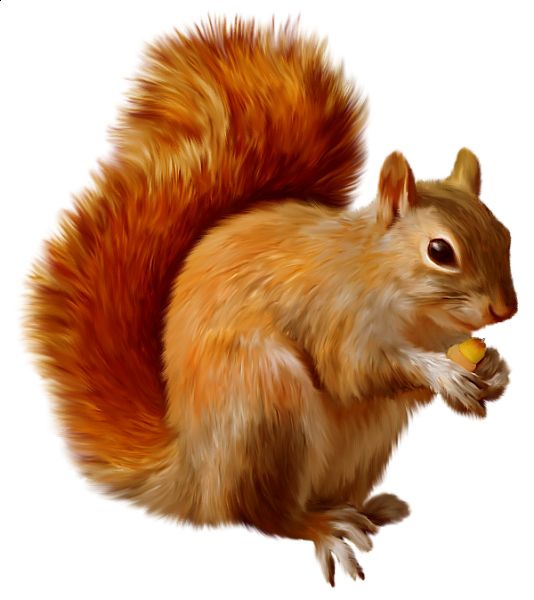 Squirrel Clipart A A Squirrels Clipartix