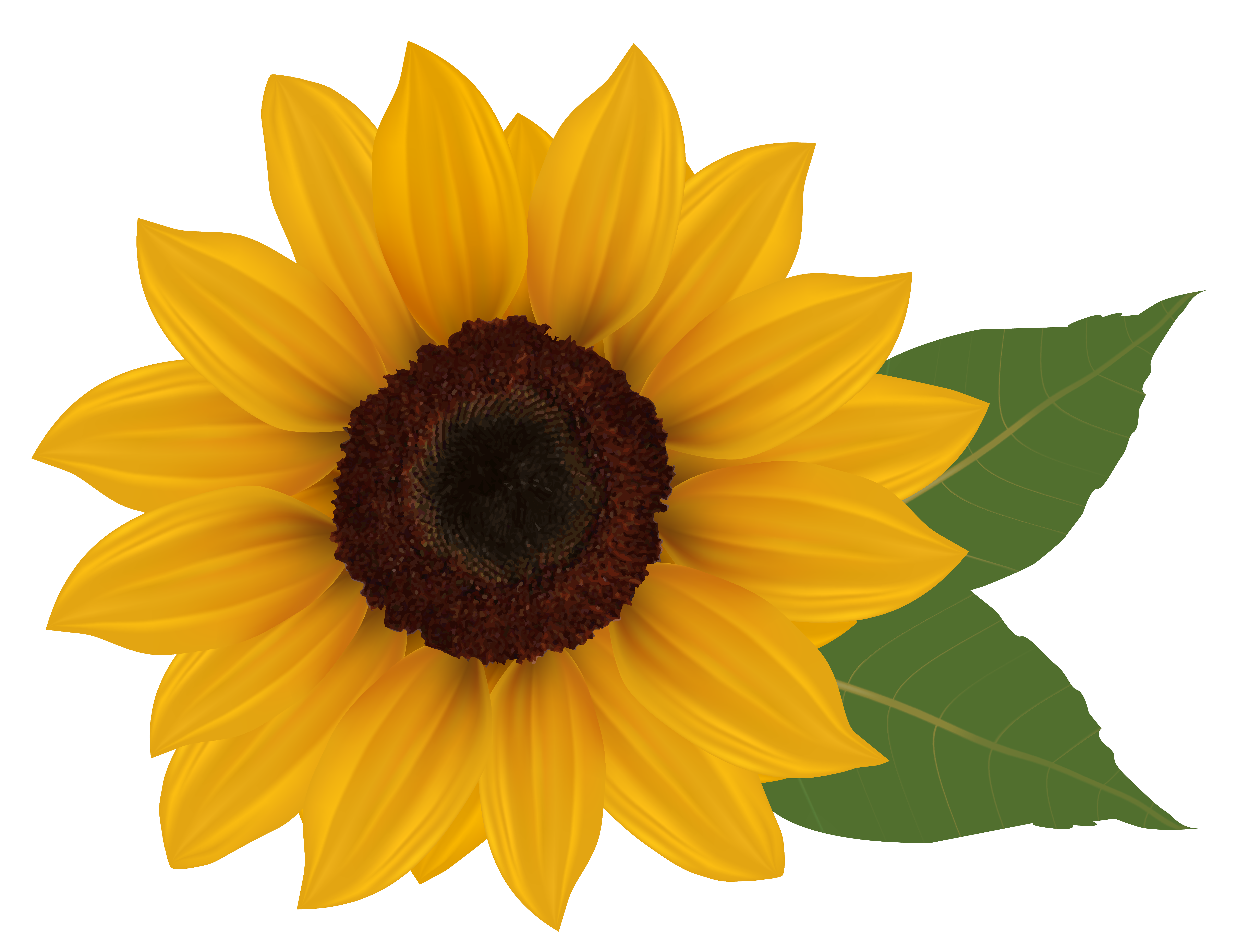 Free Sunflower Clipart Pictures - Clipartix