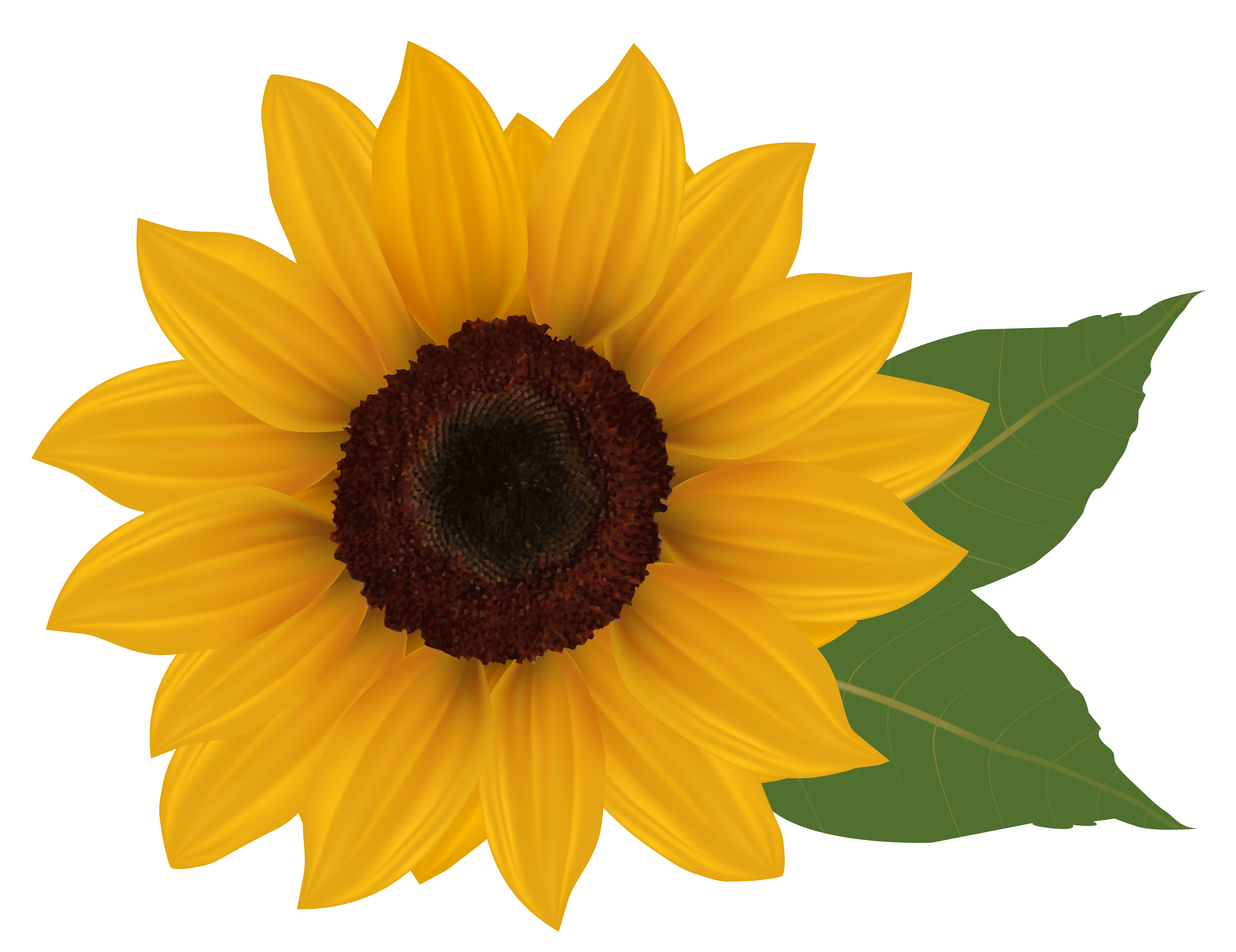 free-sunflower-clipart-pictures-clipartix