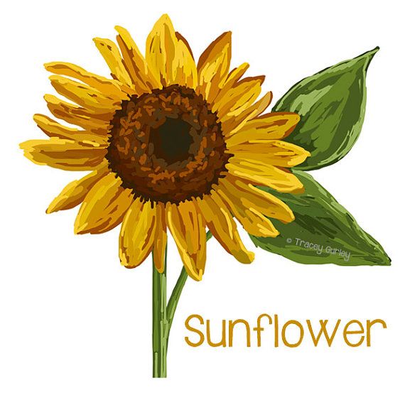 free black and white clip art sunflowers - photo #38