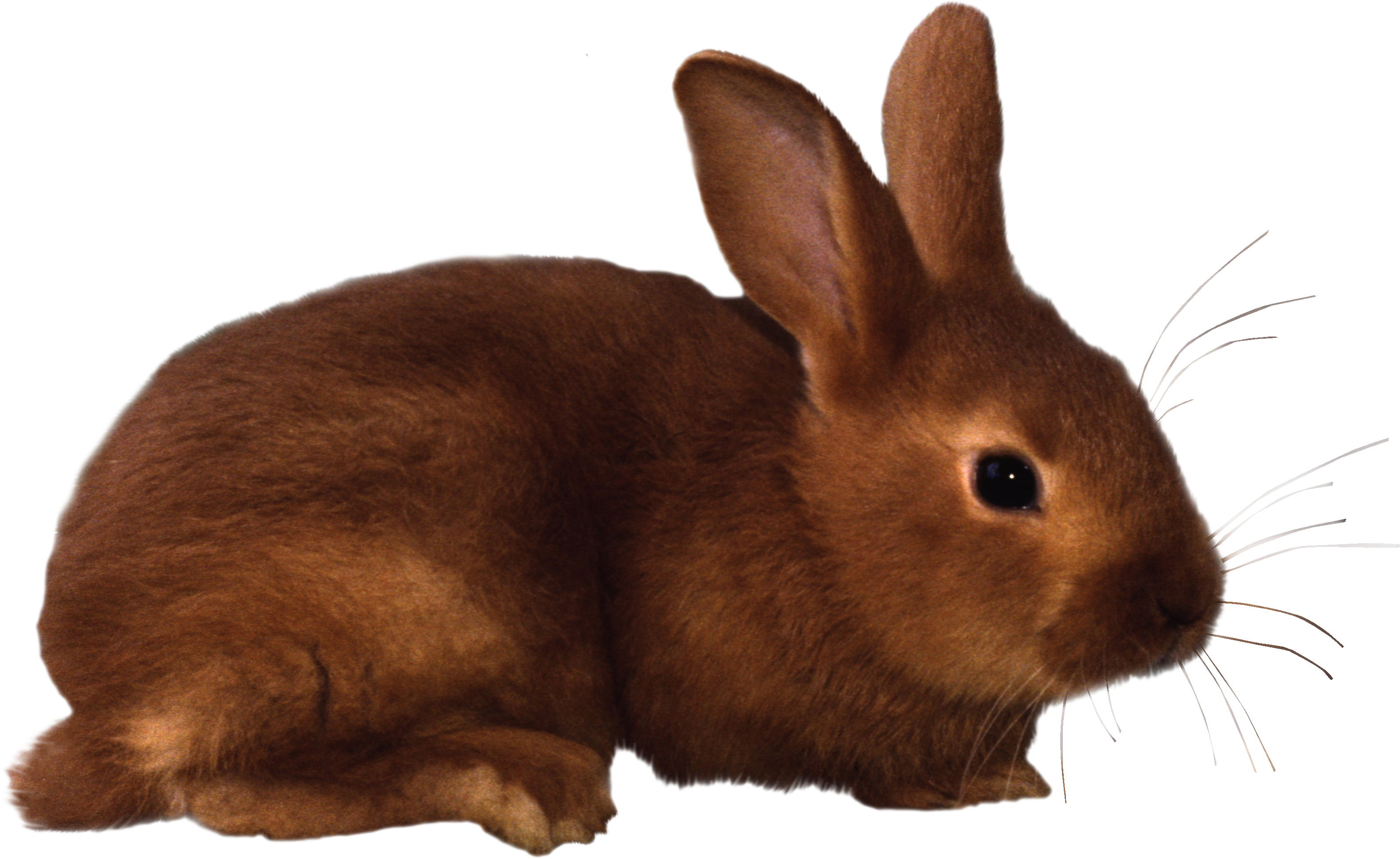 clipart rabbit - photo #41