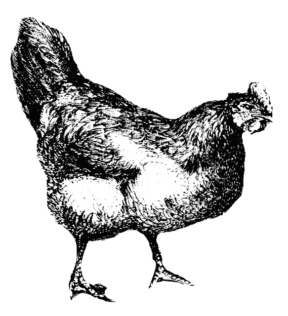 clipart chicken black and white - photo #24