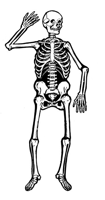 clip art of human skeleton - photo #15