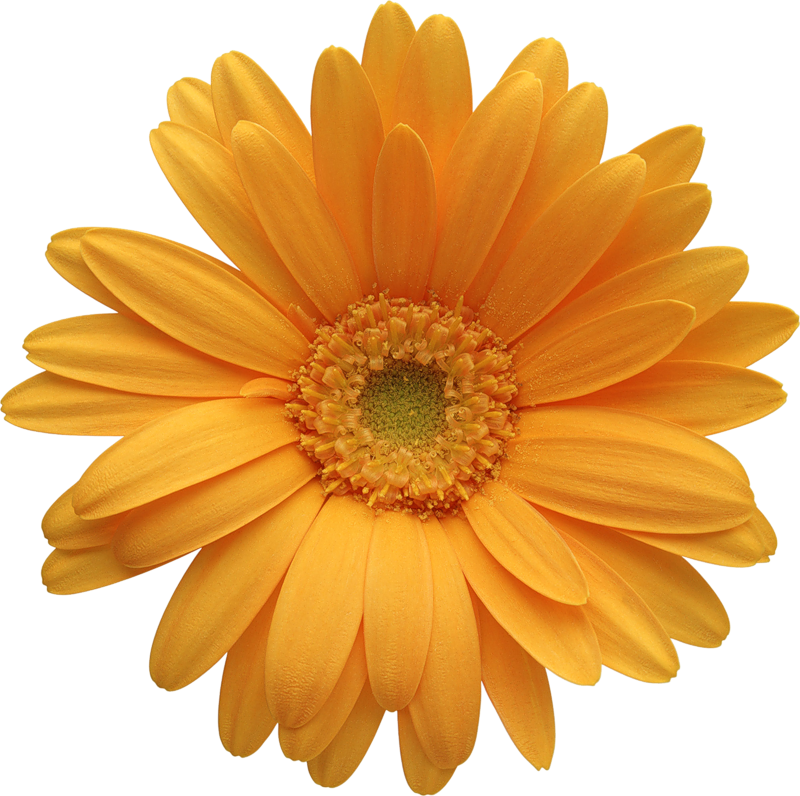 clip art daisy flower - photo #39