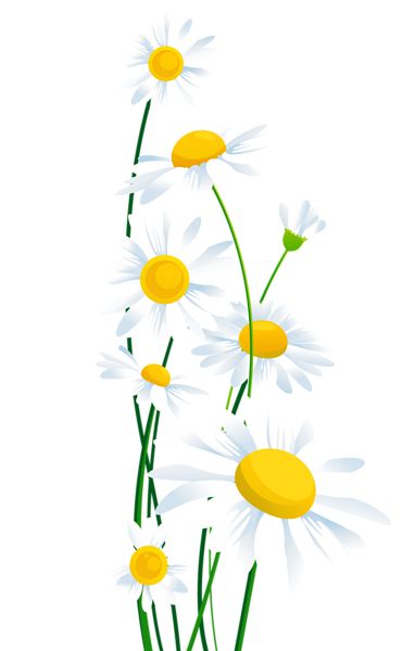 clip art free daisy flower - photo #21