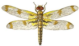 Free Dragonfly Clipart Pictures - Clipartix