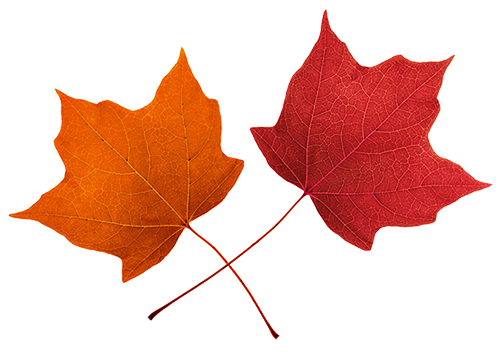 fall leaf clip art png - photo #24