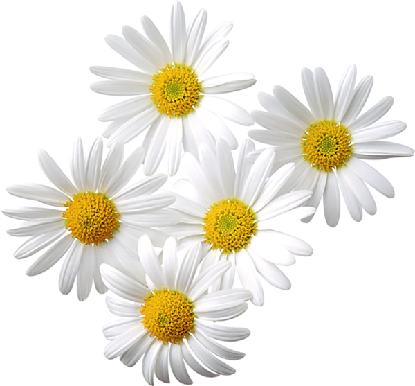 clip art free daisy flower - photo #30