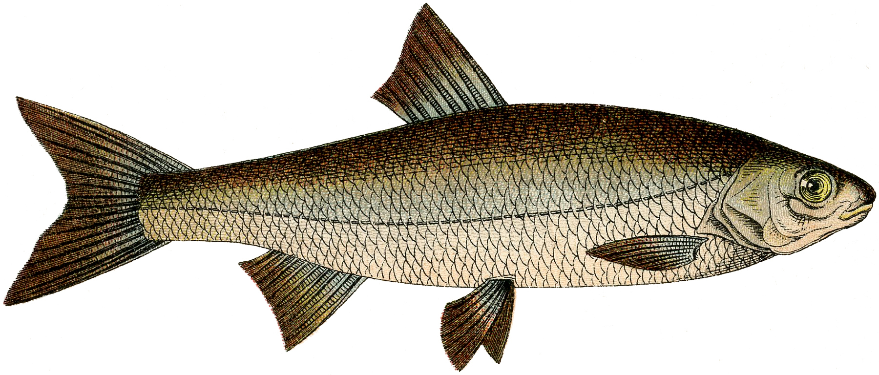 google fish clip art - photo #21