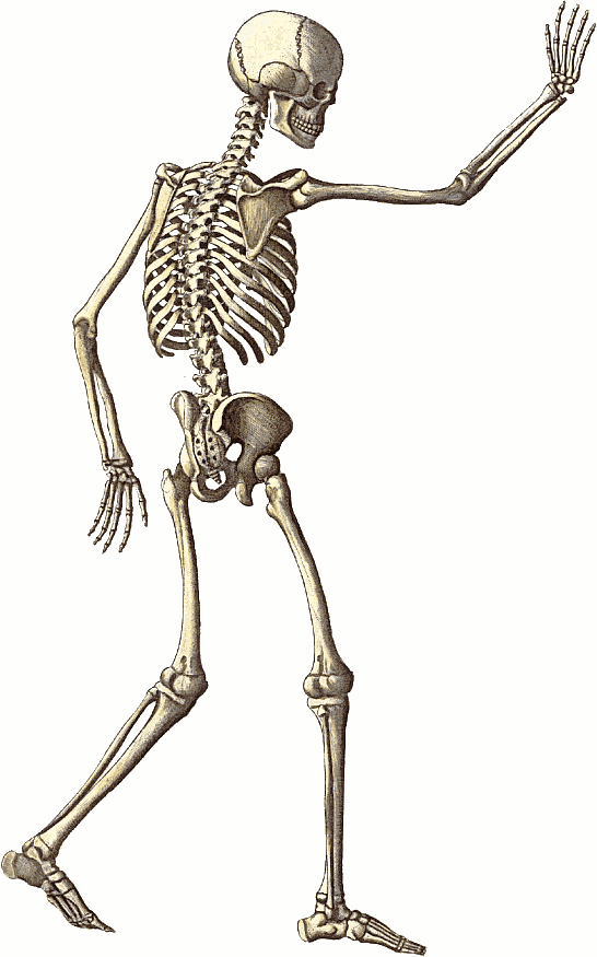free halloween skeleton clipart - photo #16