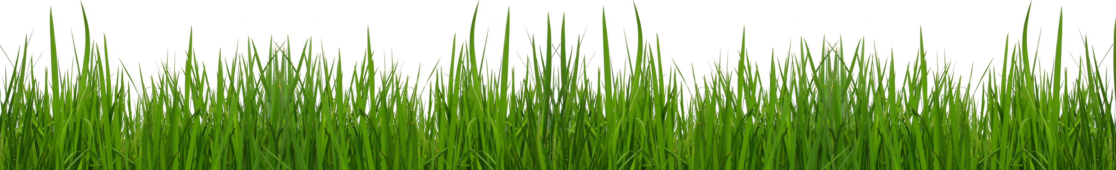 free clipart grass and flowers - photo #16