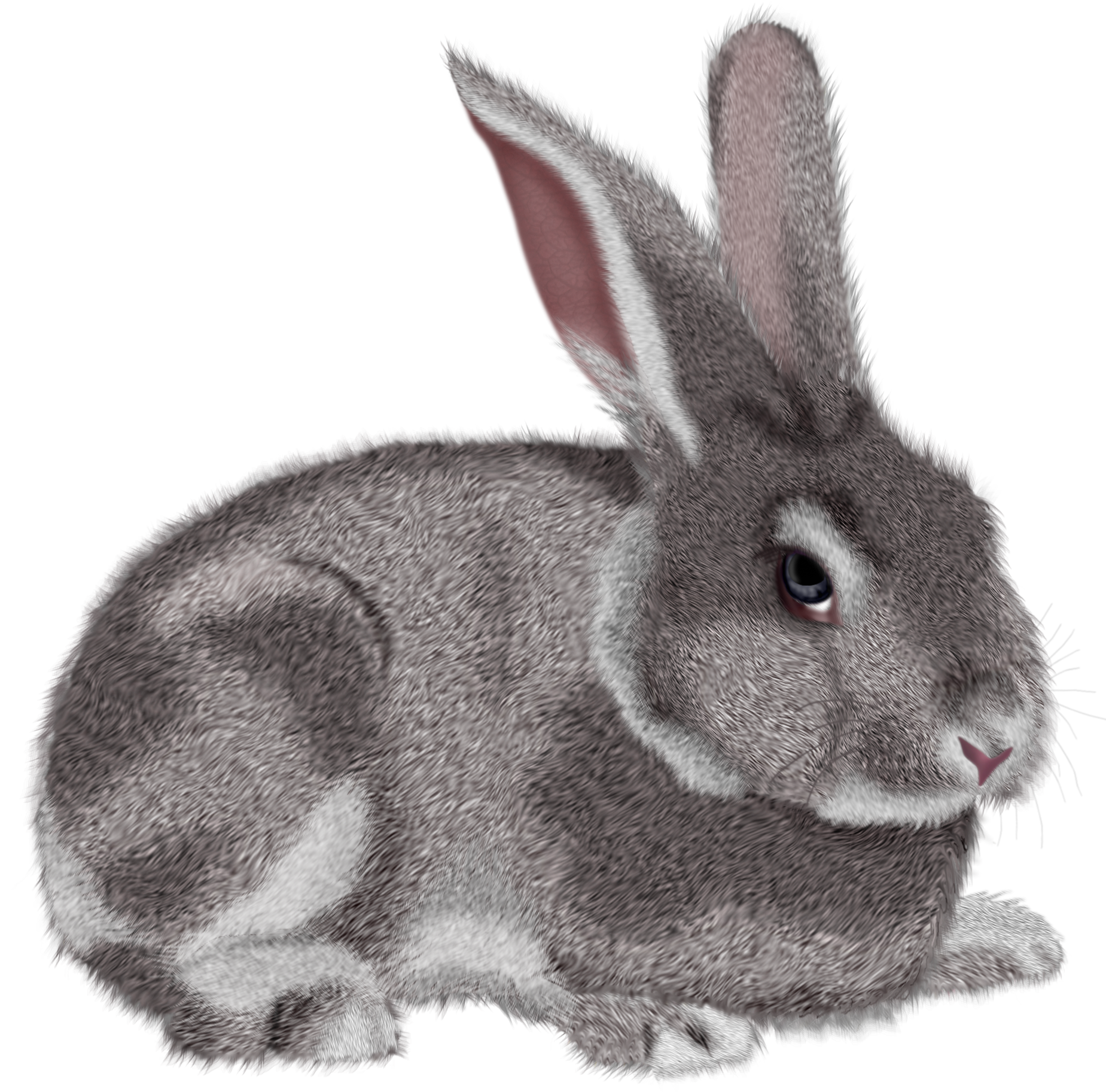Grey rabbit clipart picture - Clipartix