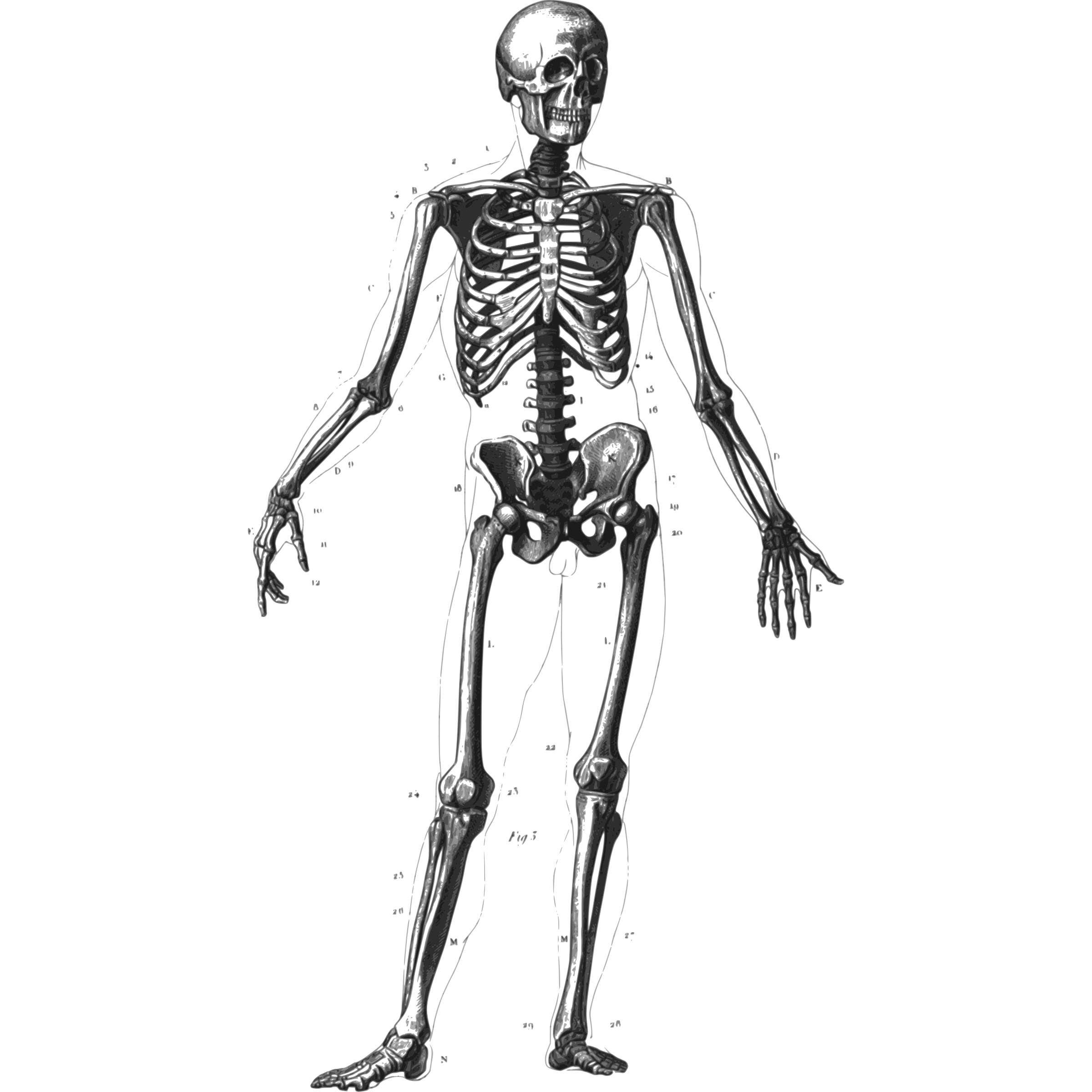 clip art human skeleton - photo #9