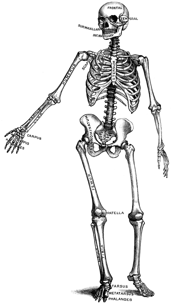 clip art of human skeleton - photo #10