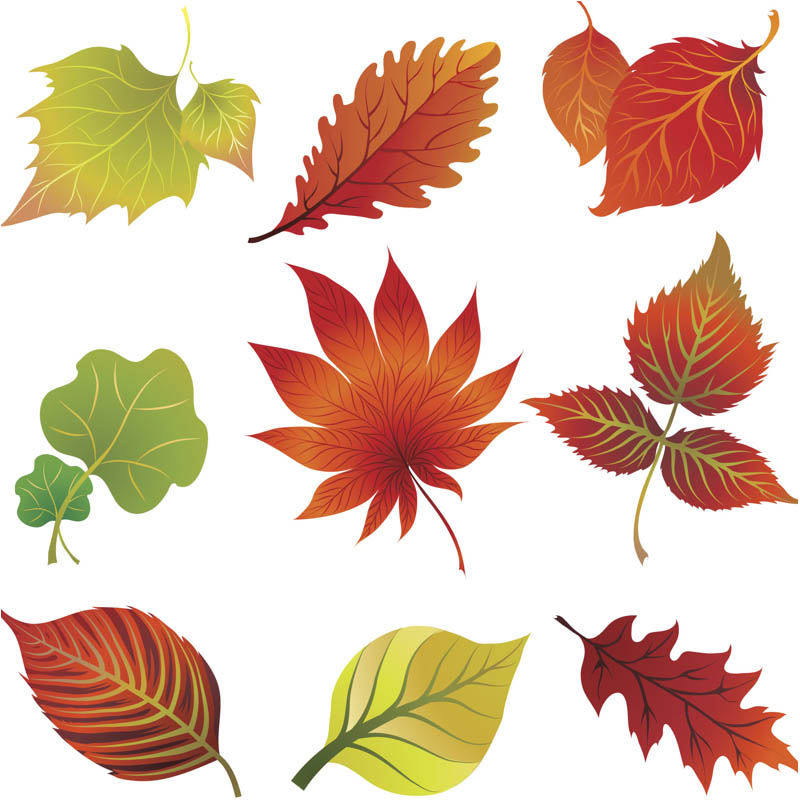 clipart for leaves - photo #49