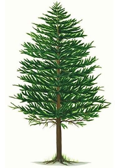 clip art pine tree - photo #32