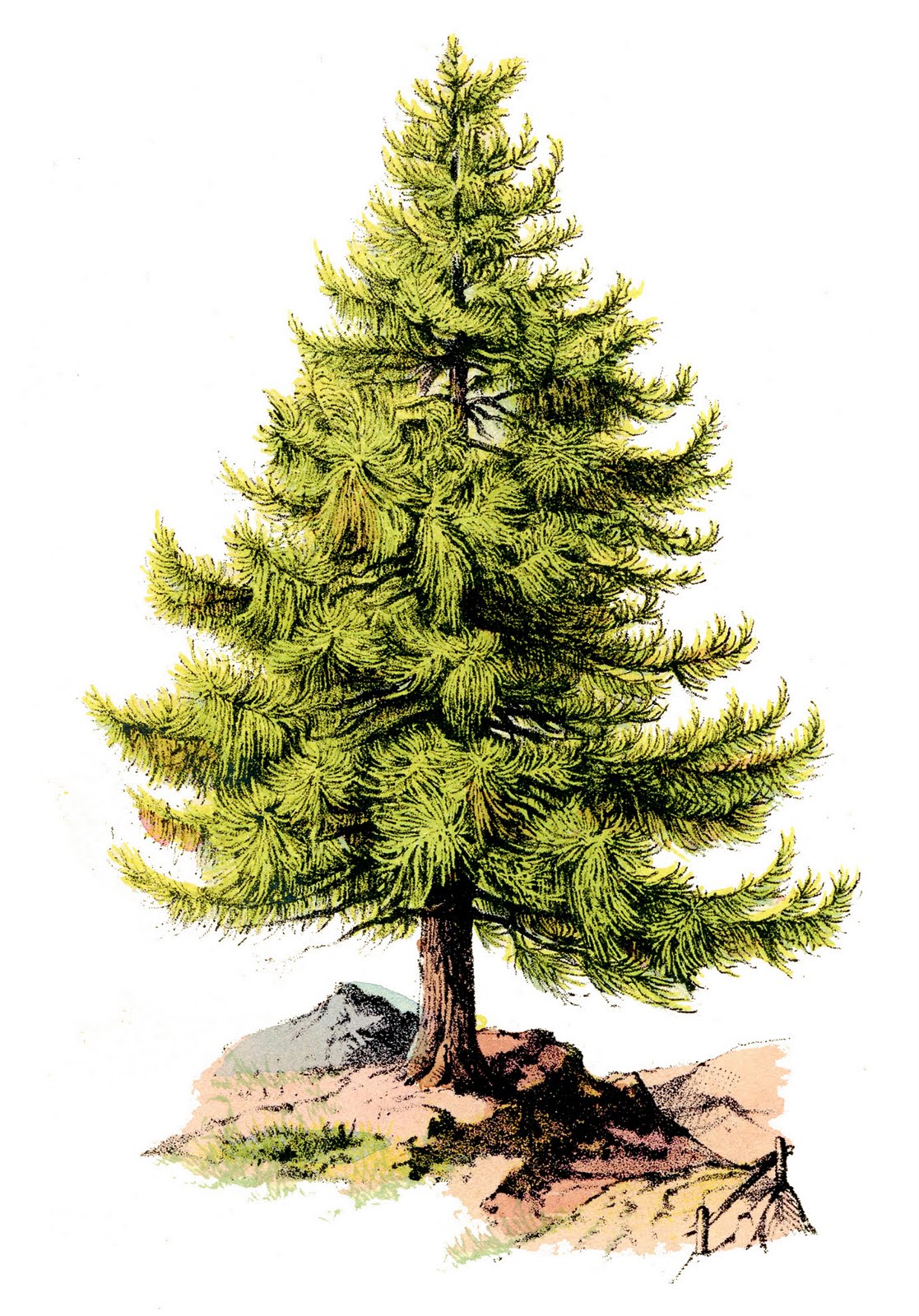 Vintage clip art perfect pine tree the graphics fairy - Clipartix
