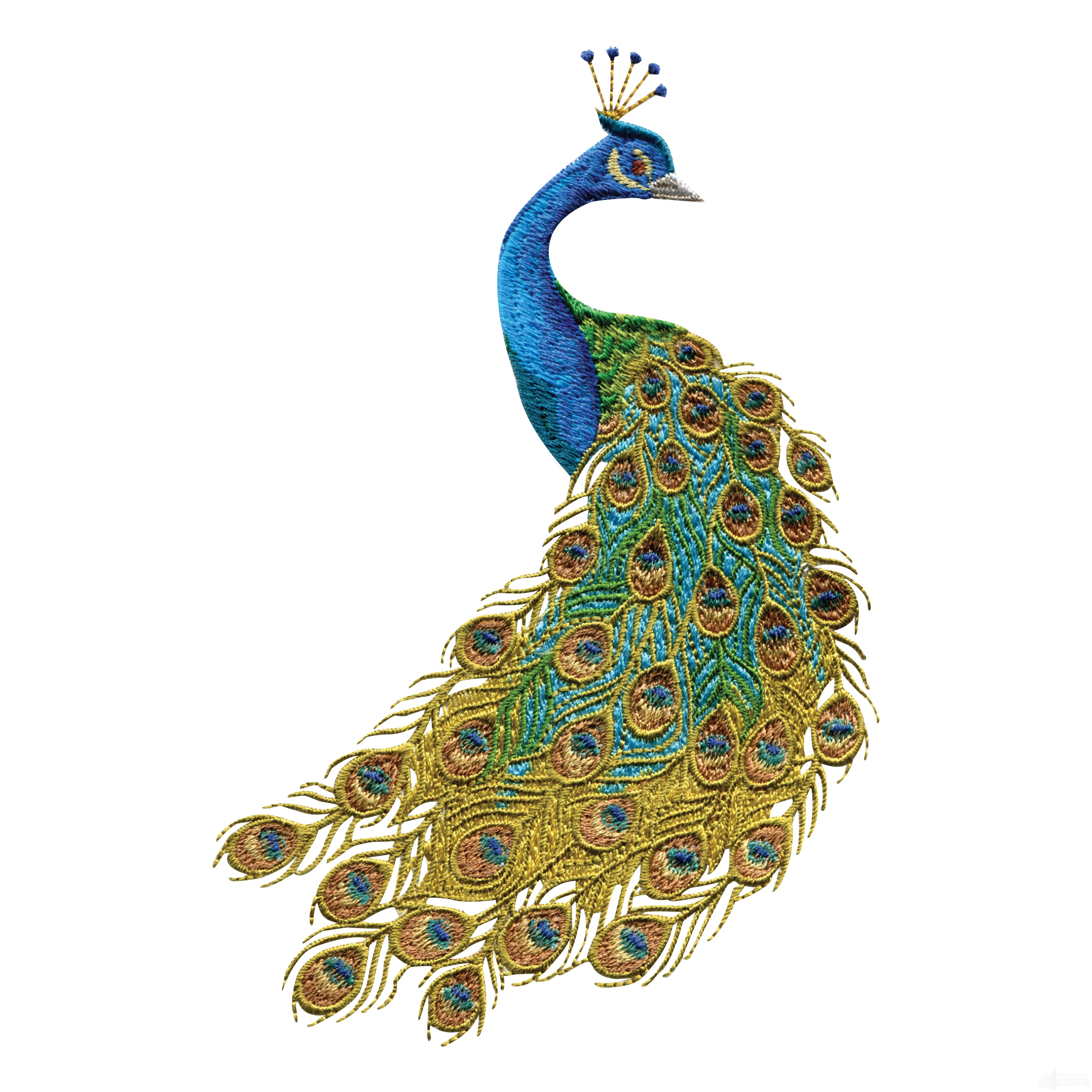 clipart images of peacock - photo #37