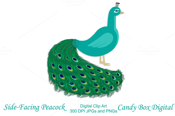 clipart images of peacock - photo #50