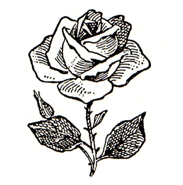 free clip art roses black and white - photo #2