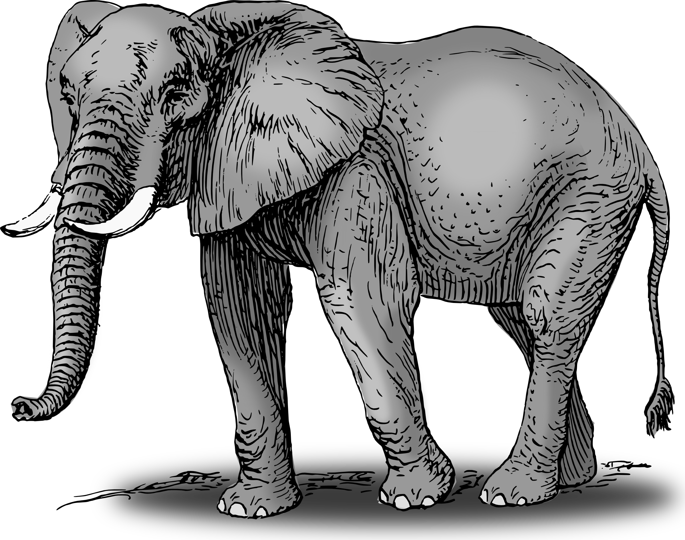 Elephant Clip Art Image 3 Clipartix