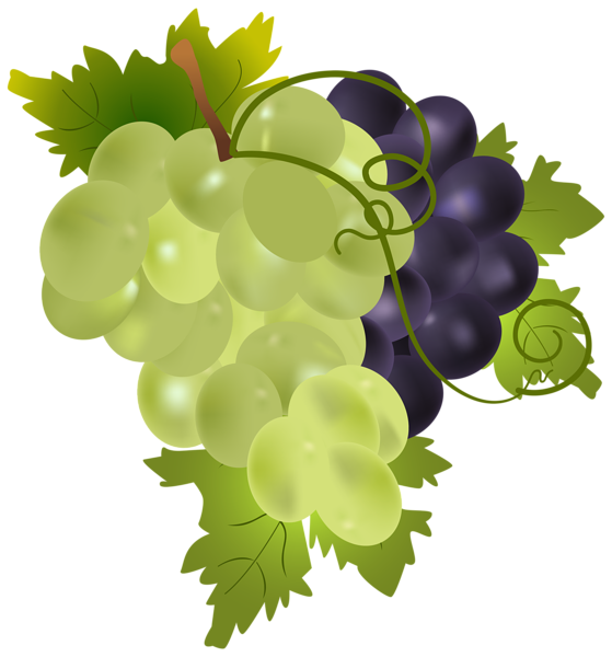 clipart of grapes - photo #47