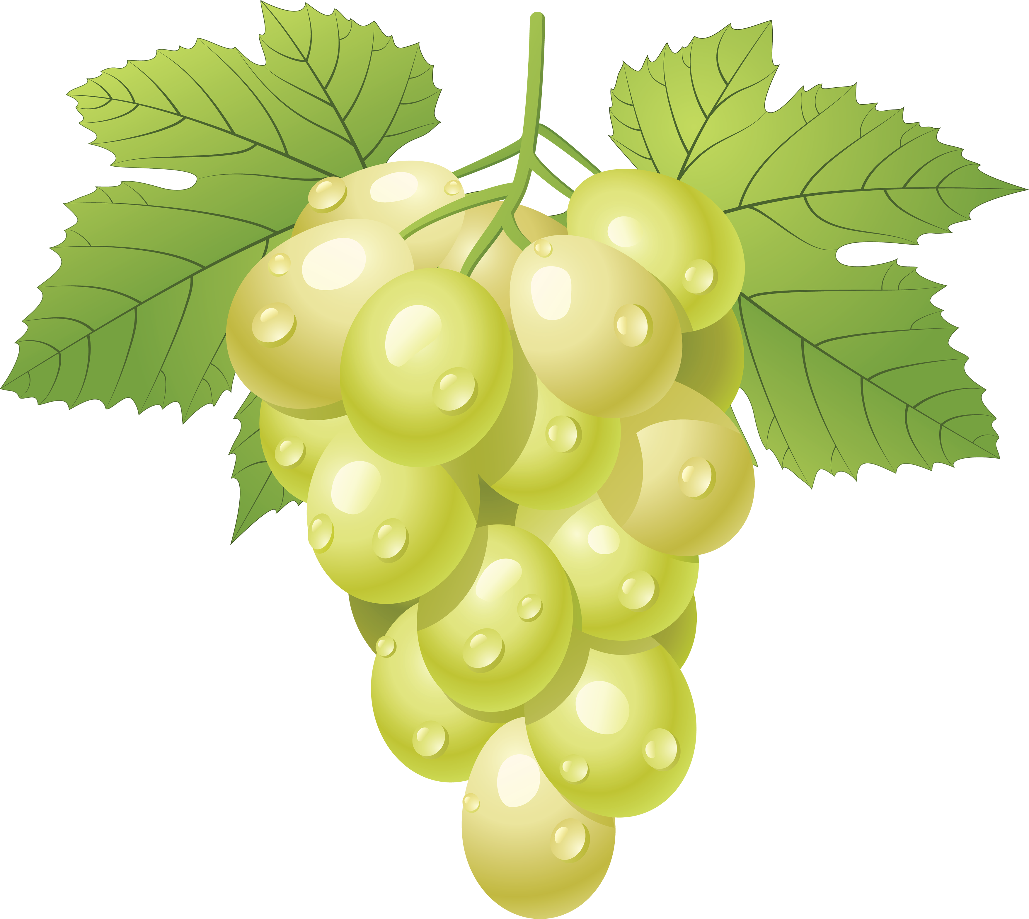 clipart green grapes - photo #10