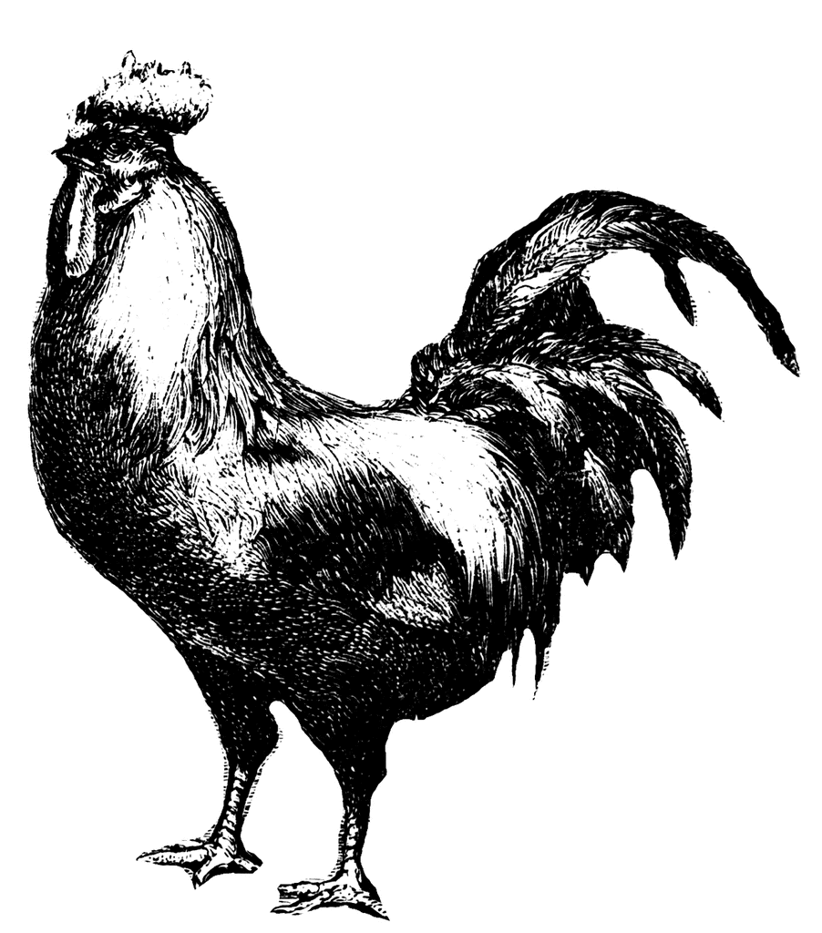 black and white rooster clipart - photo #28