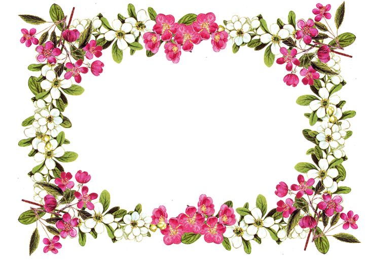 clip art free floral border - photo #3