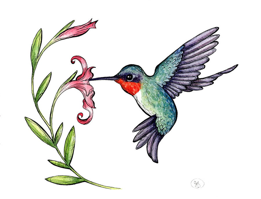 free hummingbird clipart black and white - photo #32