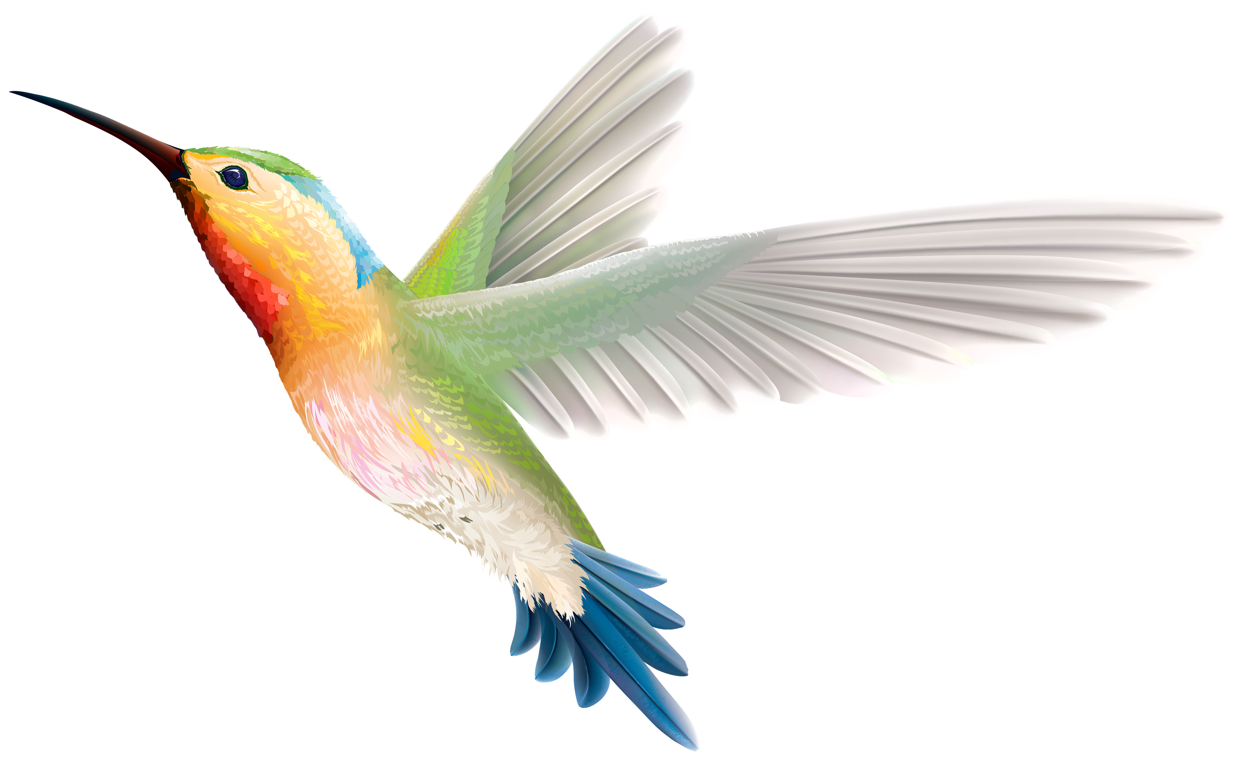free animated hummingbird clipart - photo #23