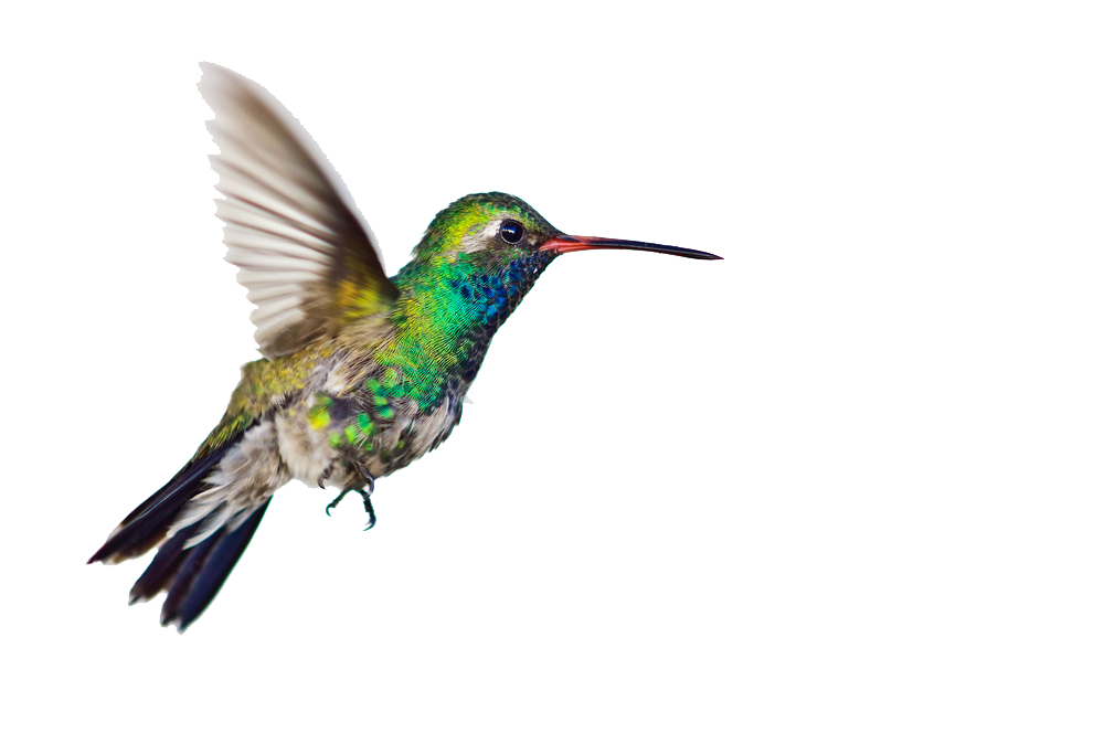 free animated hummingbird clipart - photo #8