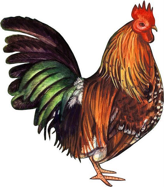 rooster clipart - photo #38
